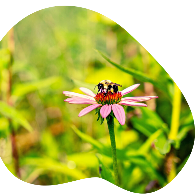 bee on purple coneflower