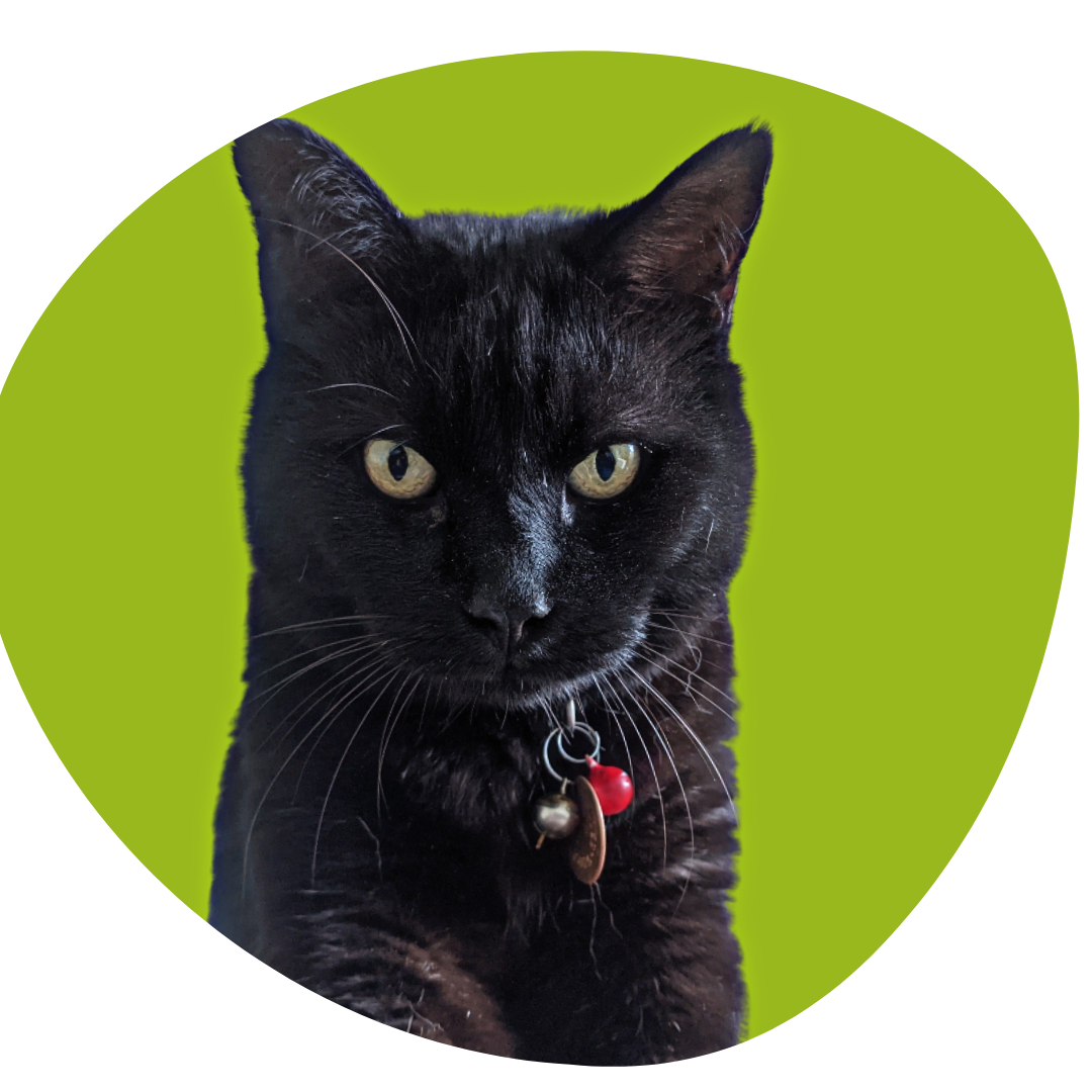 Sustainability Matters' spokescat Haym