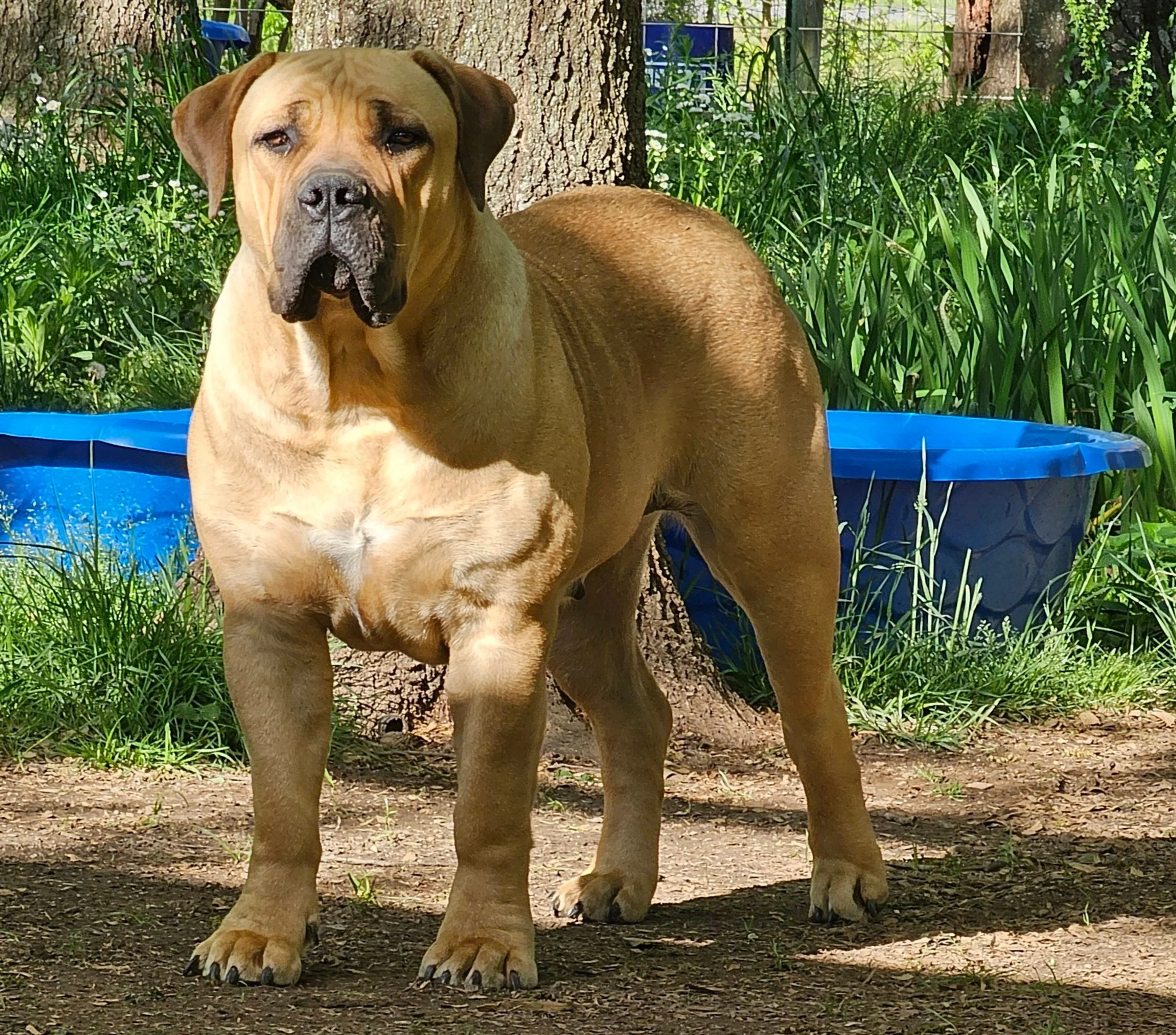 African Boerboel Puppies African Boerboel Puppies