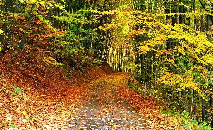 path-in-autumn-forest-wallpaper-preview.jpeg