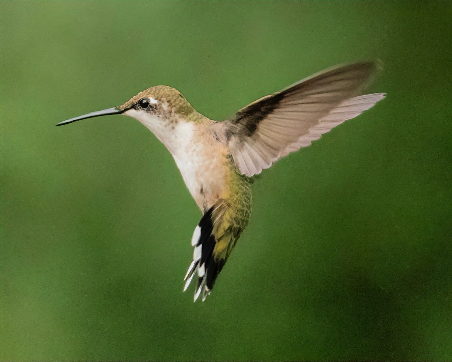 Female Hummingbird — Peaceful Pandemonium Photography