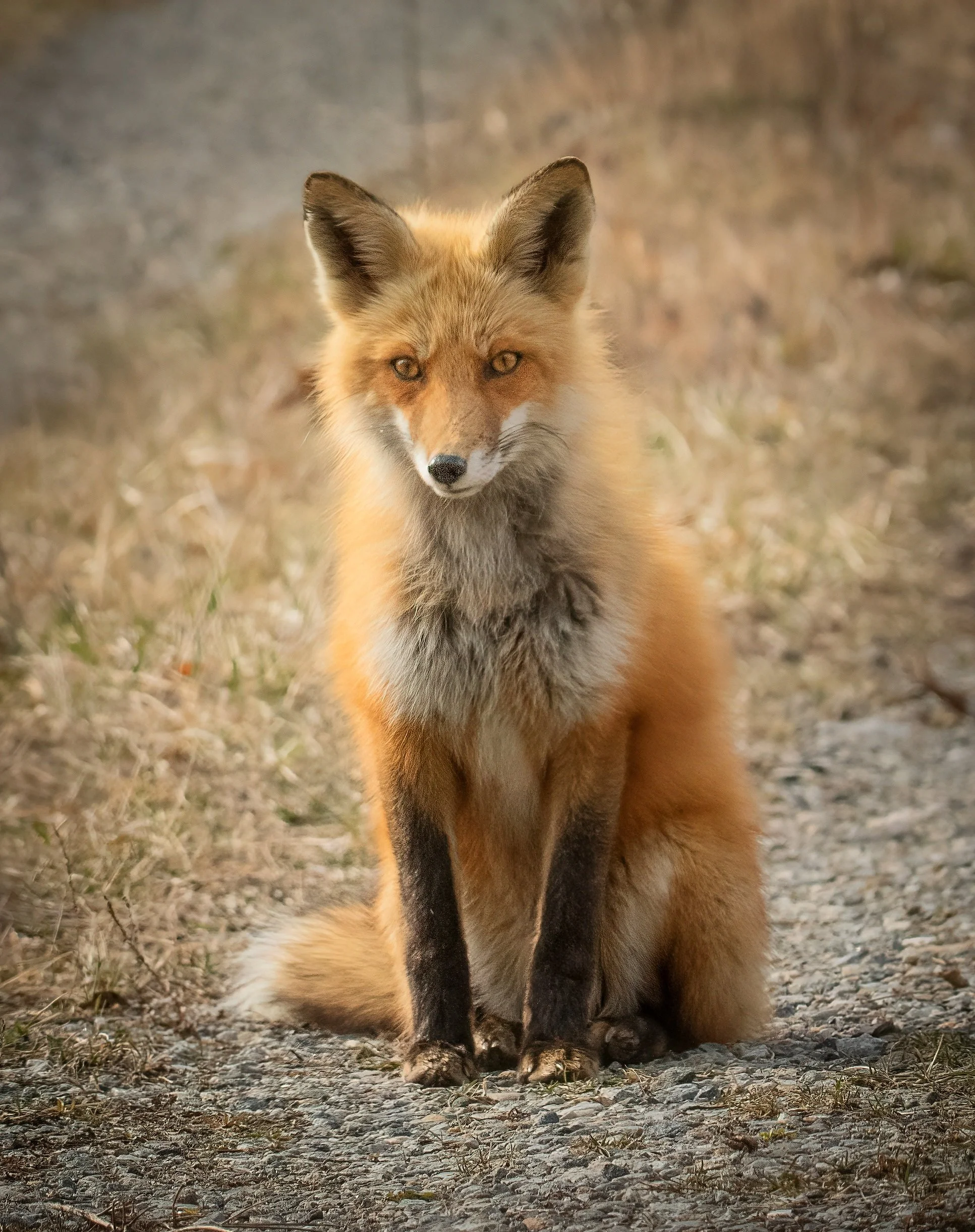 General 2 — Peaceful Pandemonium Photography