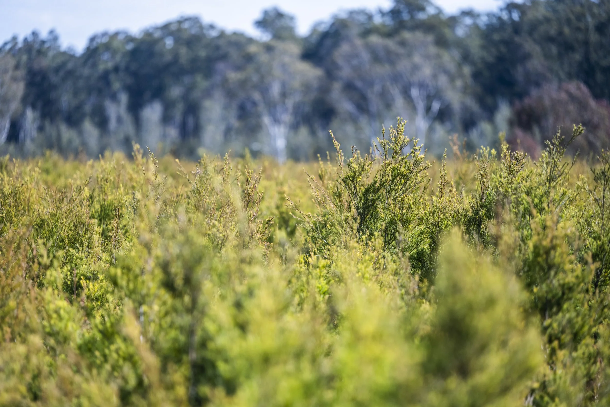 Our Story | Leading Innovators in Tea Tree Oil Production — ATTOX