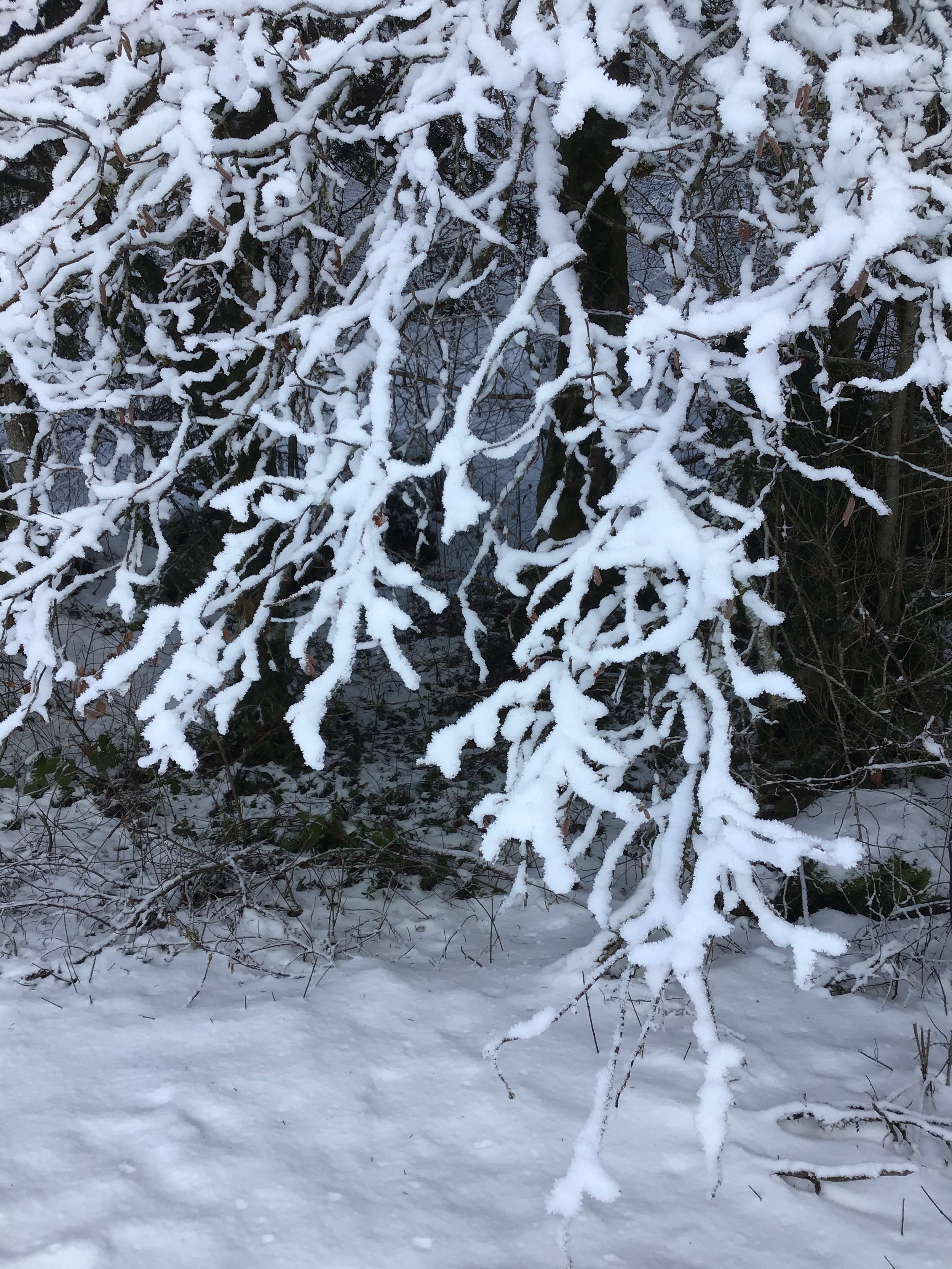 829F7173-2796-459E-B986-F0AC0ABDF737.jpeg