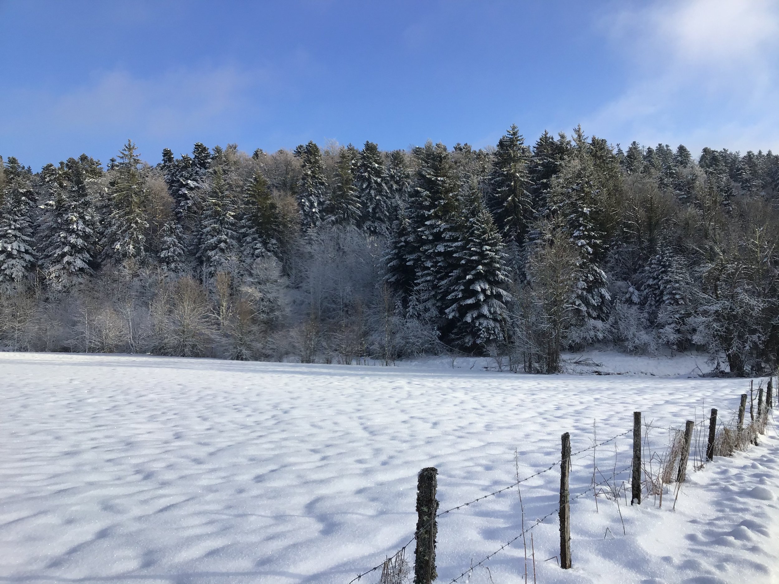 68F7E3DE-D78C-4B8B-8B06-D2A885A69516.jpeg