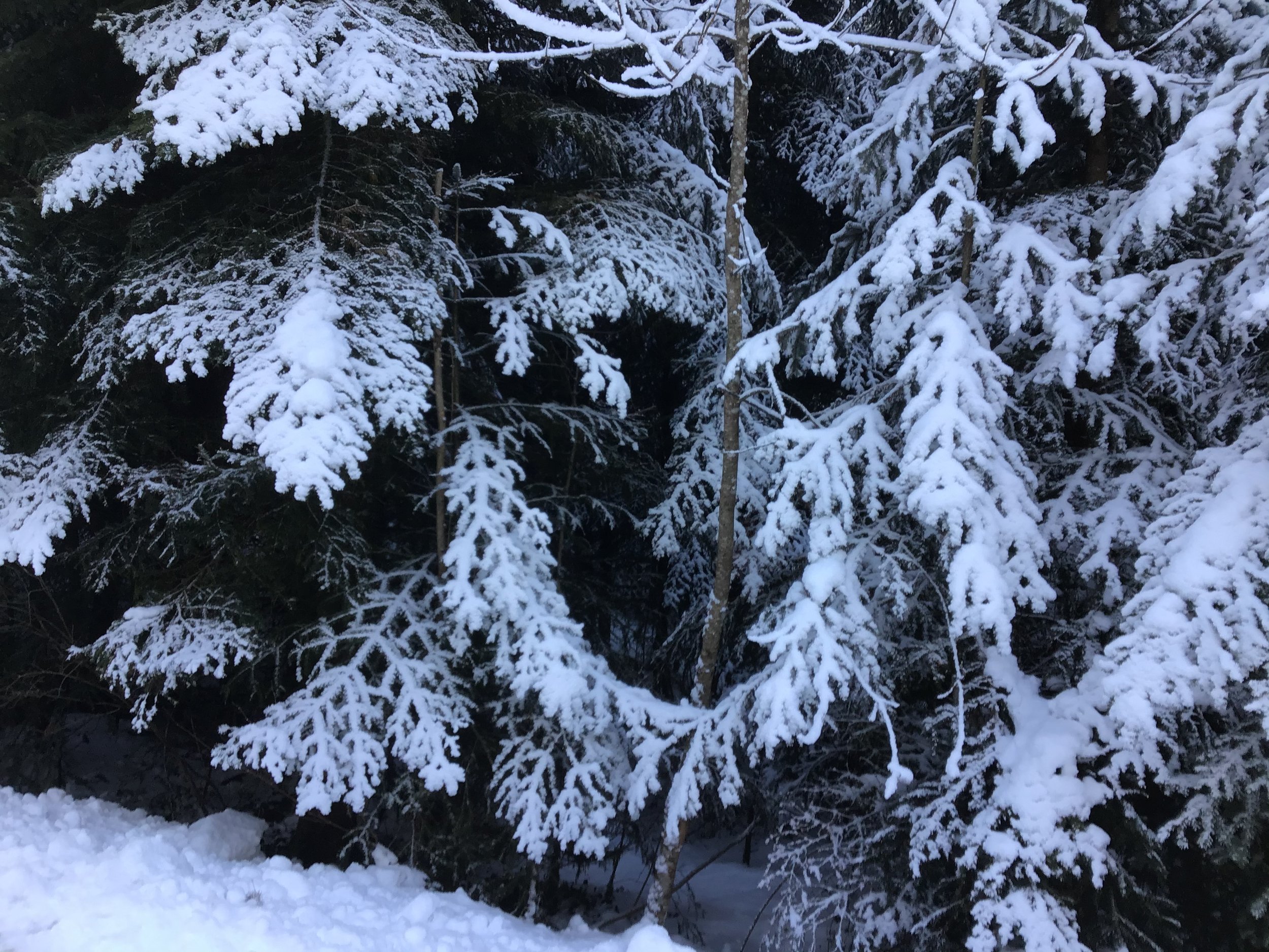 B4712C1B-A6D4-4CA5-9412-DF546E9470AD.jpeg