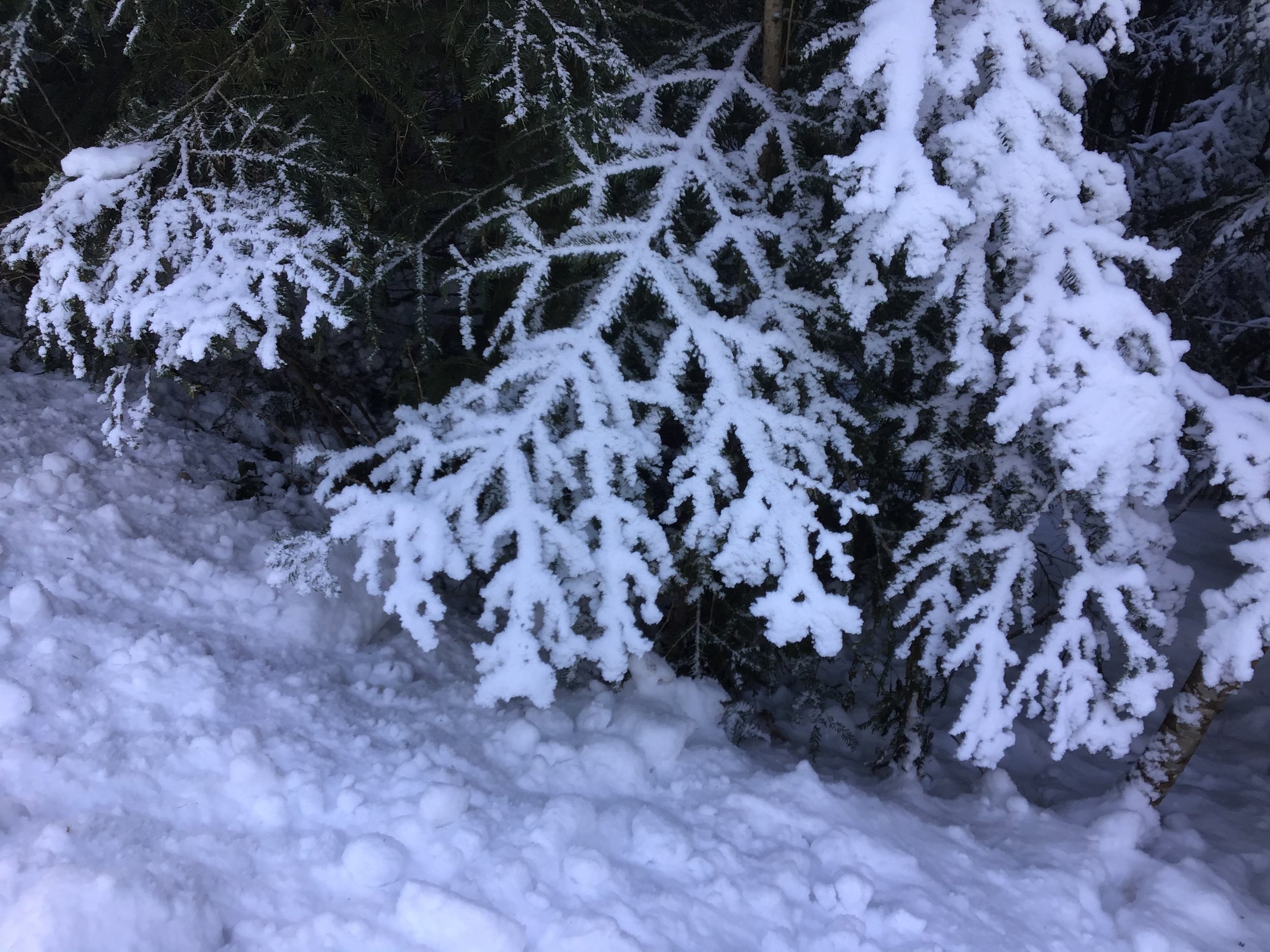 E49AA230-9772-4D9B-8741-3A18AF41AF2A.jpeg