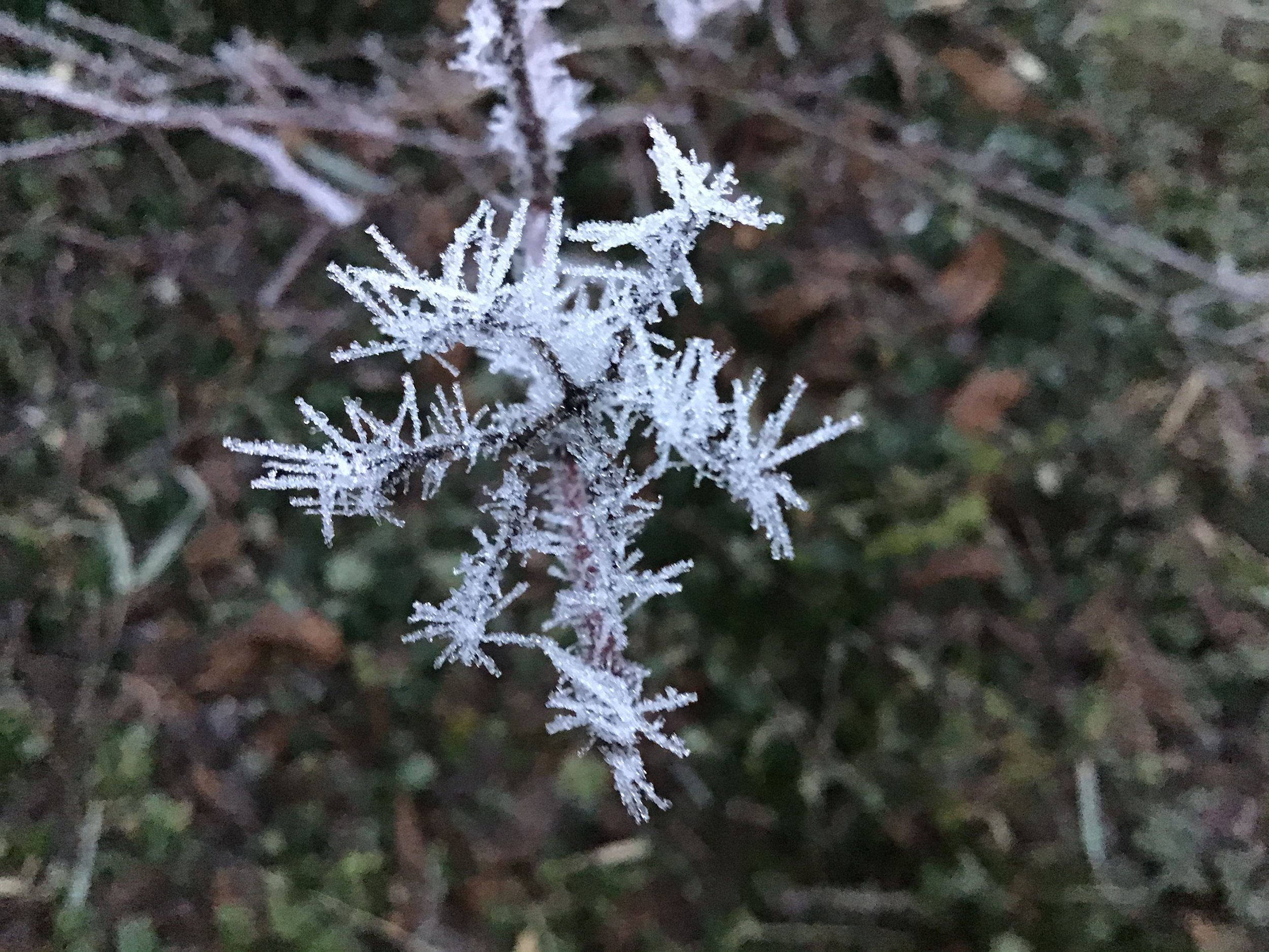 Ouch, prickly morning in Lons !