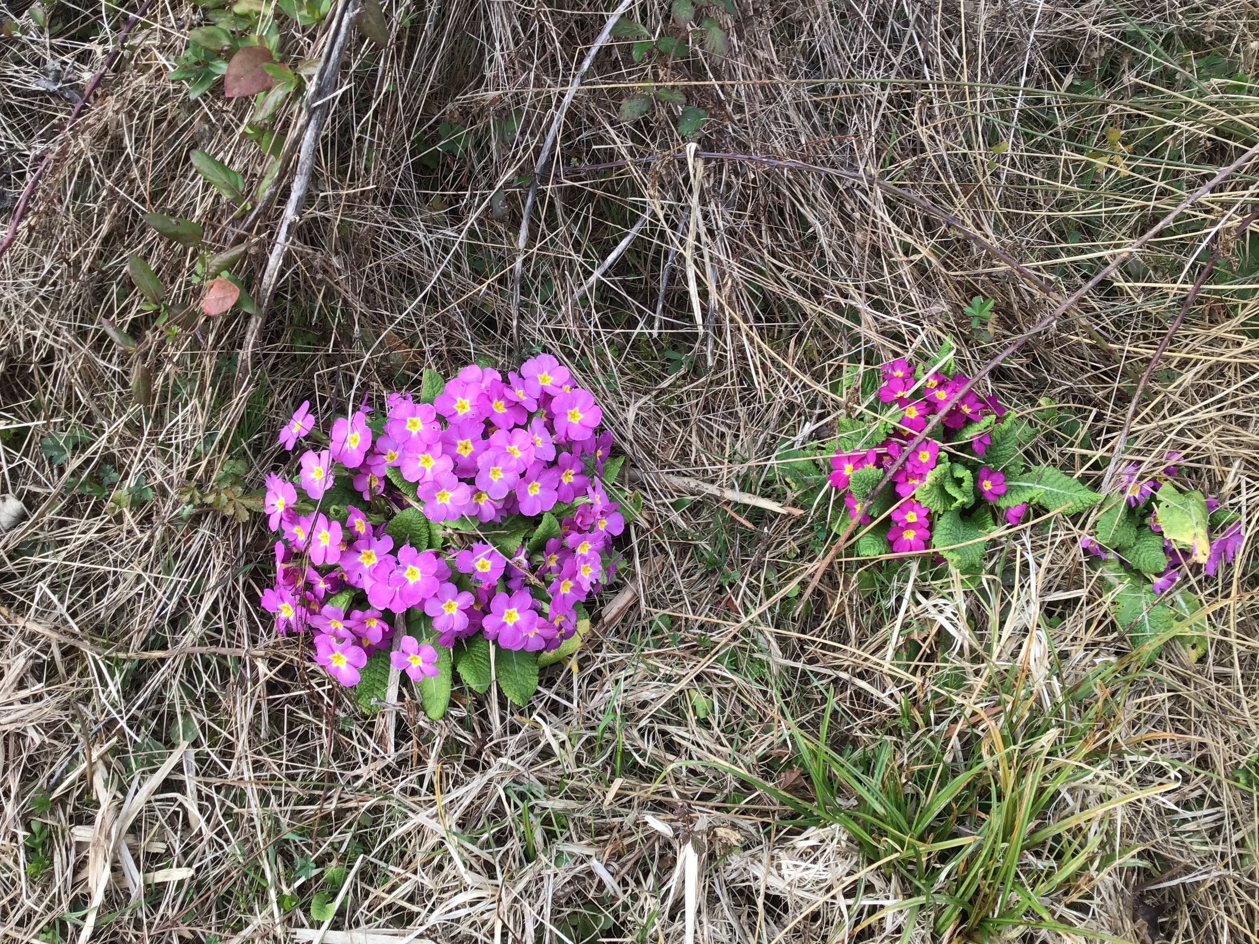 Primroses everywhere