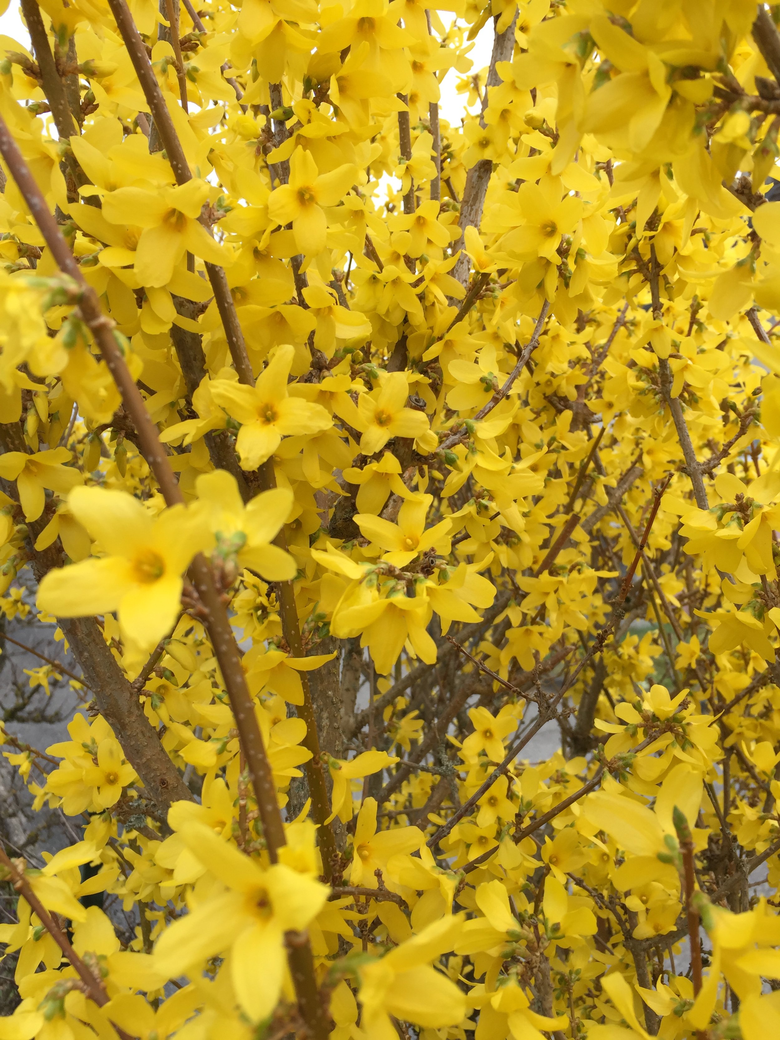 All this yellow….