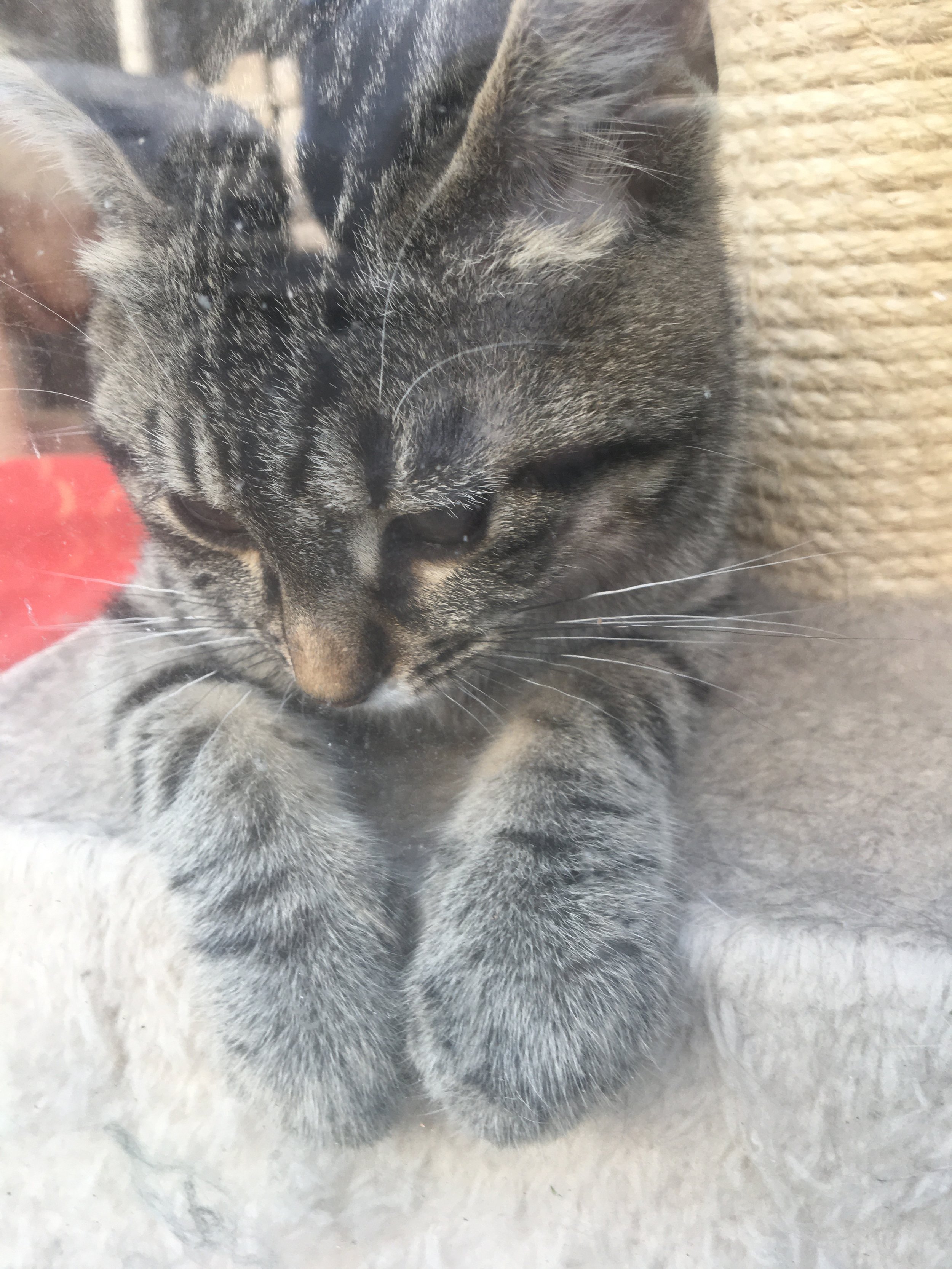 Would you like to adopt me ?