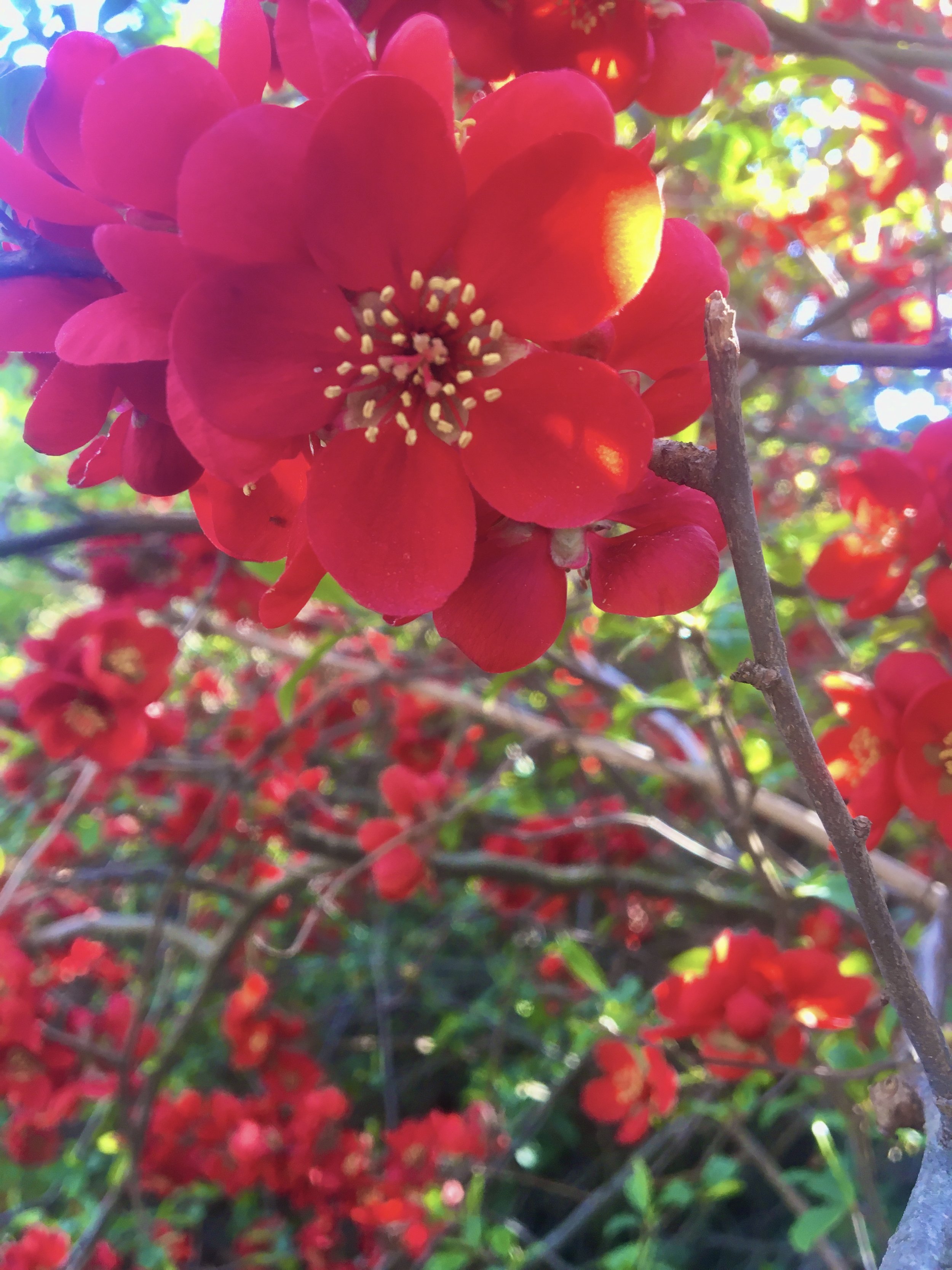 Glorious Nature