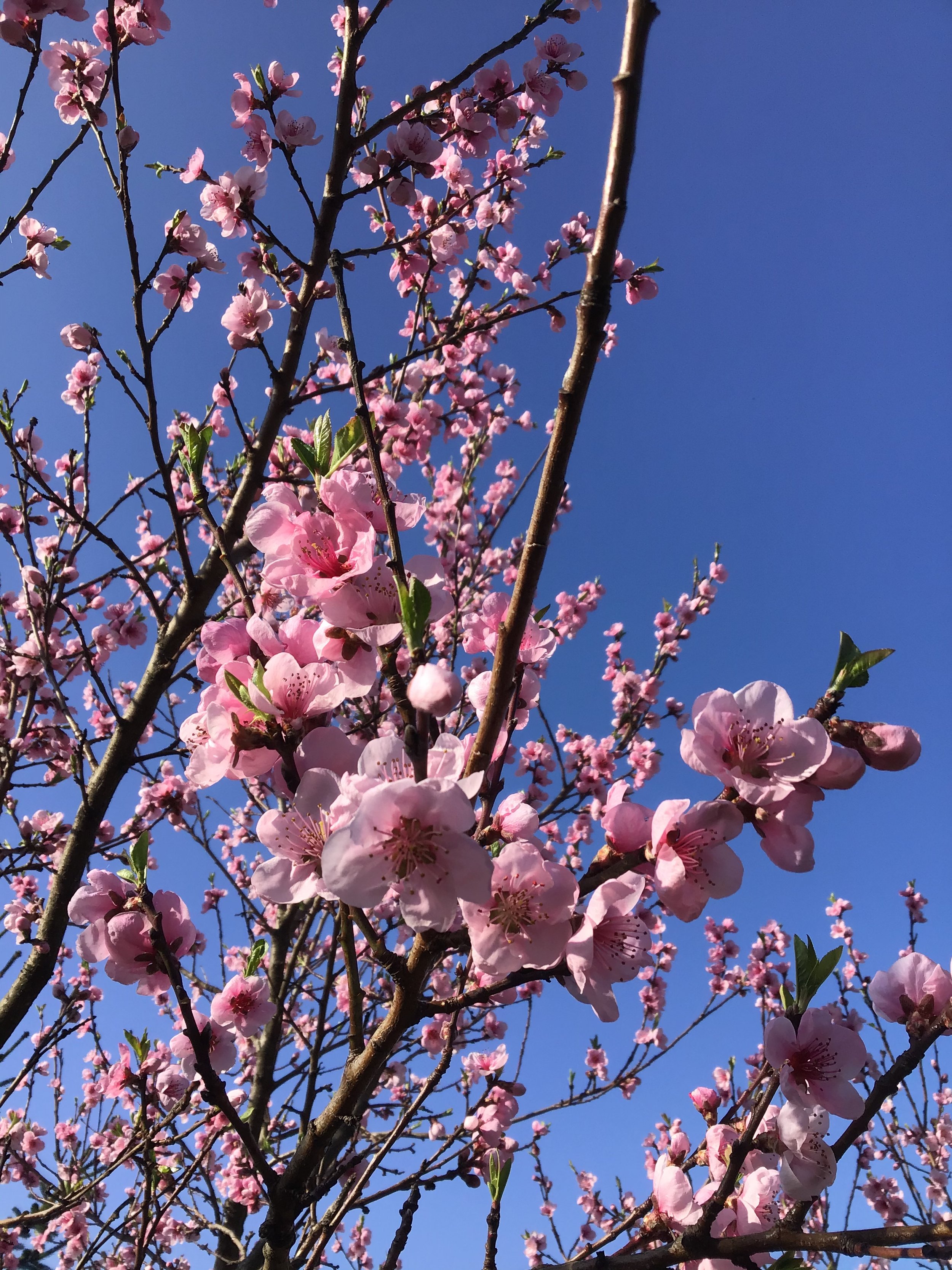 Spring spirit