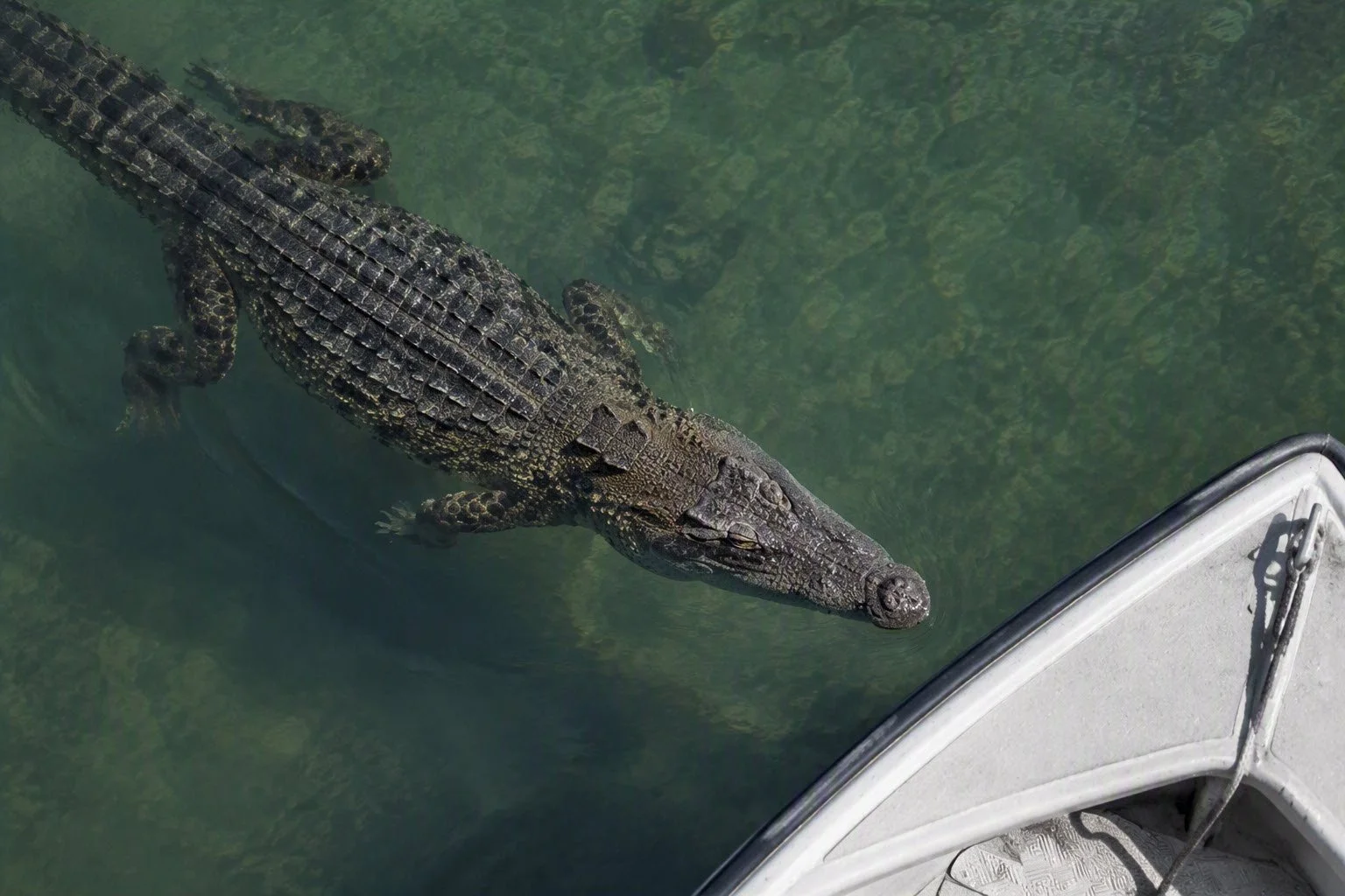 Shoot the Crocodile Closest to the Boat