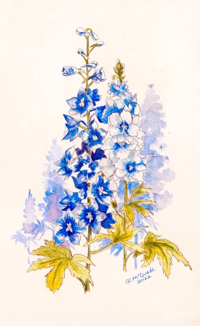Delphiniums