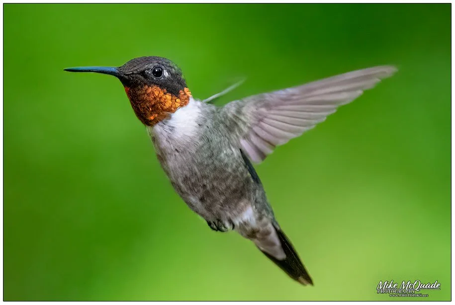 Hovering Hummer