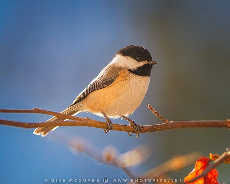 Black Capped Chickadee in Morning Sun