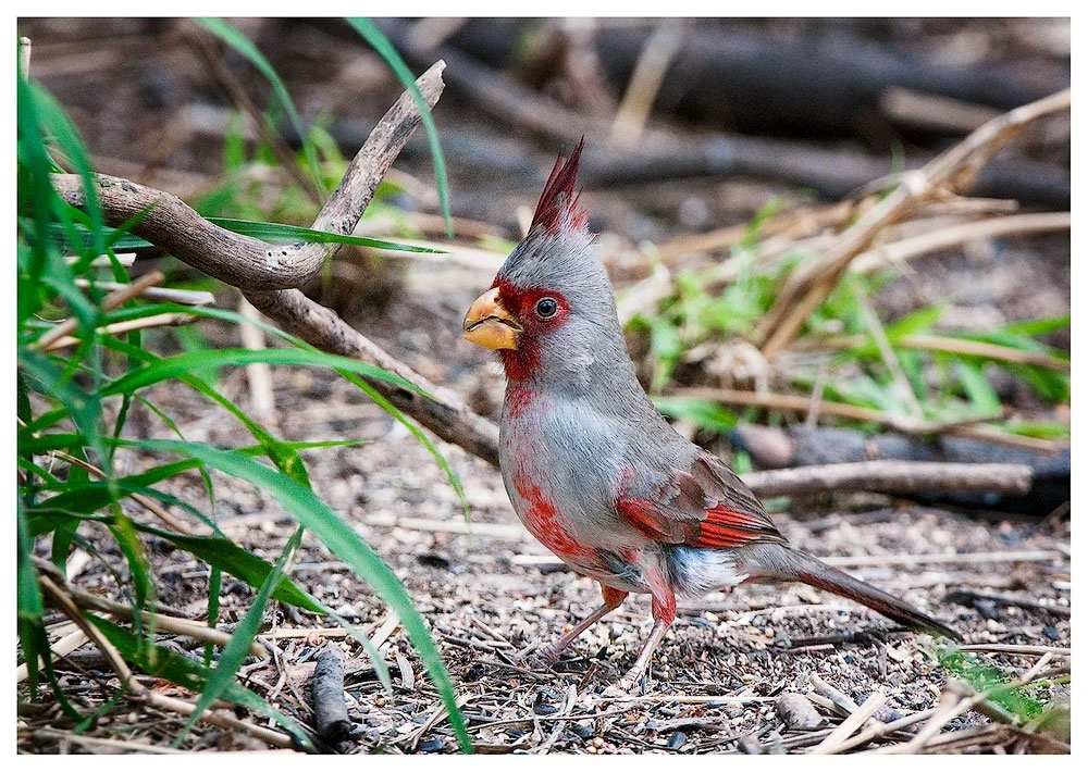 Pyrrhuloxia, aka Desert Cardinal