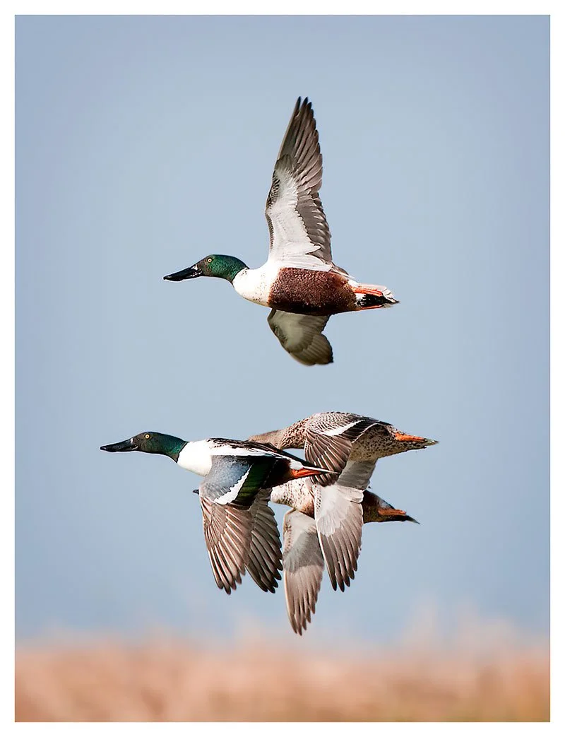 Shovel Bill Ducks in Flight