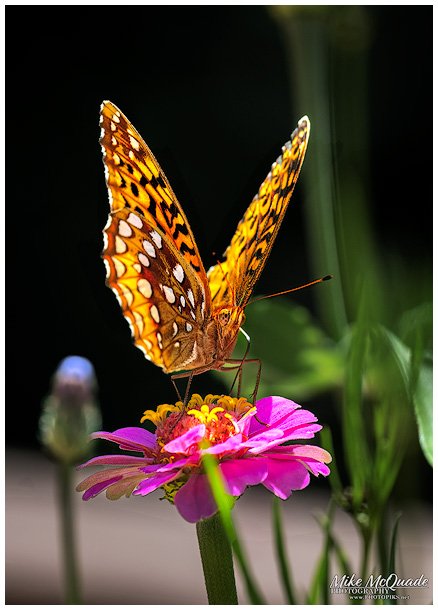 Fritillary Butterfly on Zinnia