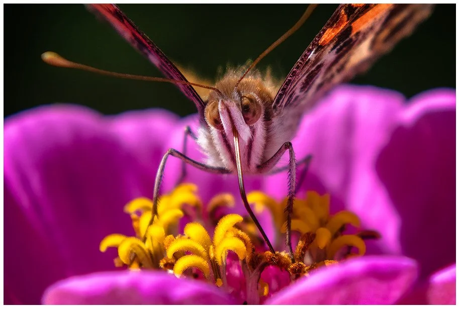 What are You Looking at?