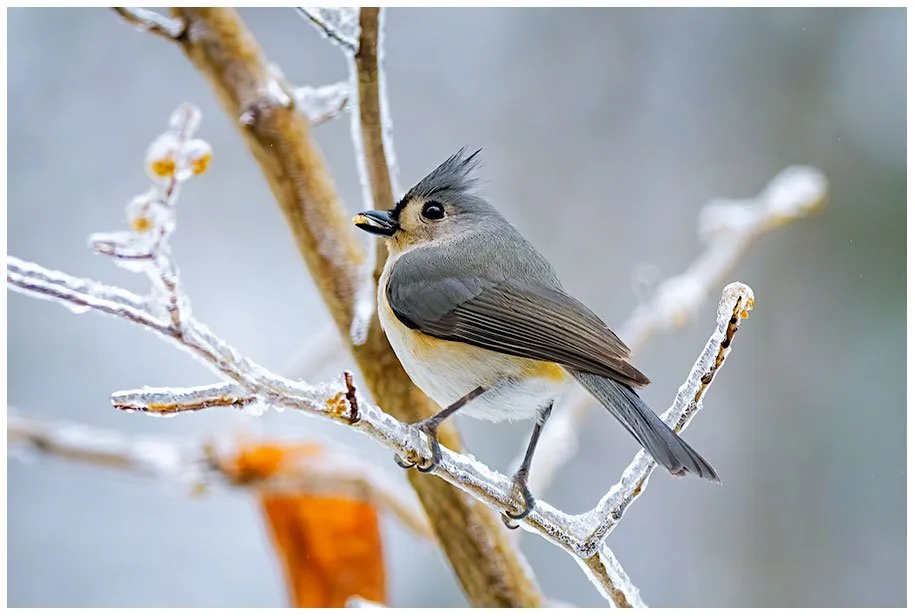 Titmouse on a Cold, Rainy Day