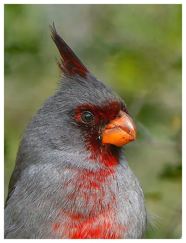 Pyrrhuloxia, aka Desert Cardinal