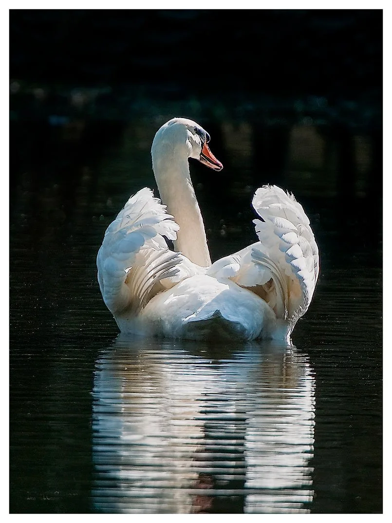 Swan