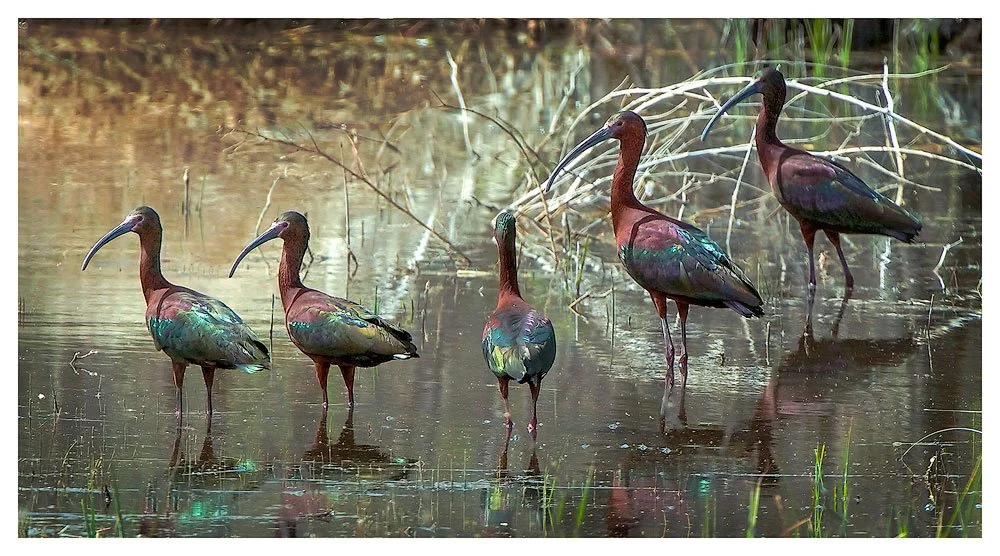 White Face Ibis