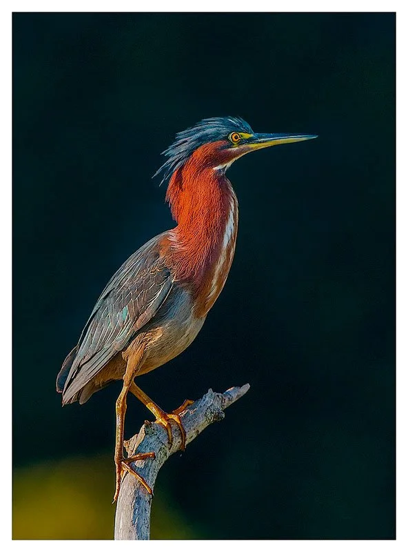 Tri-Color Heron
