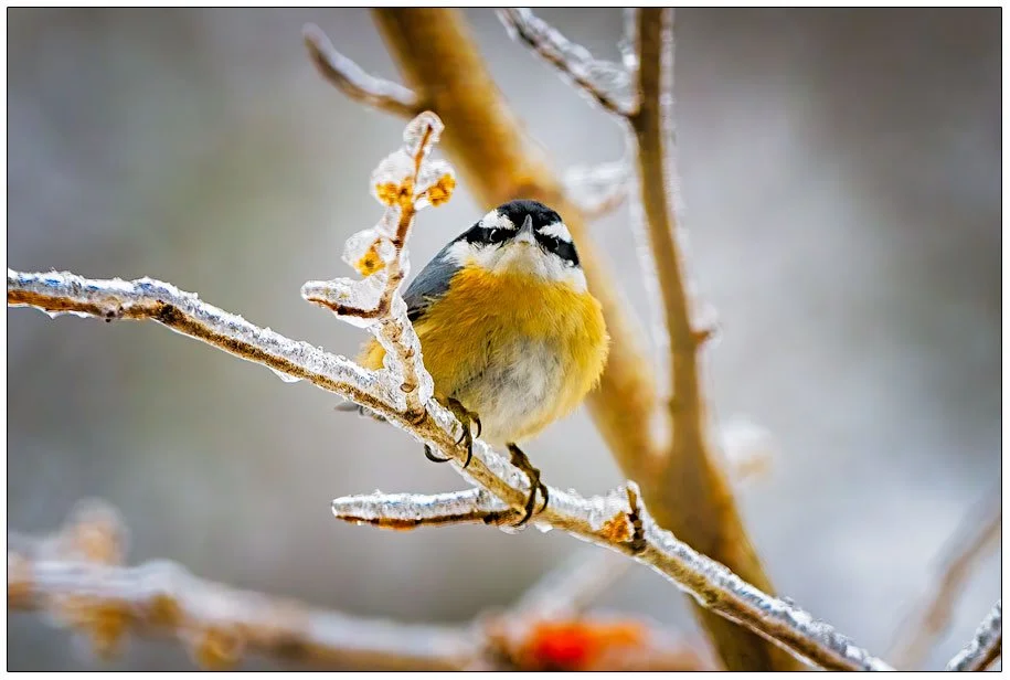 Red Breasted Nuthatch on Ice