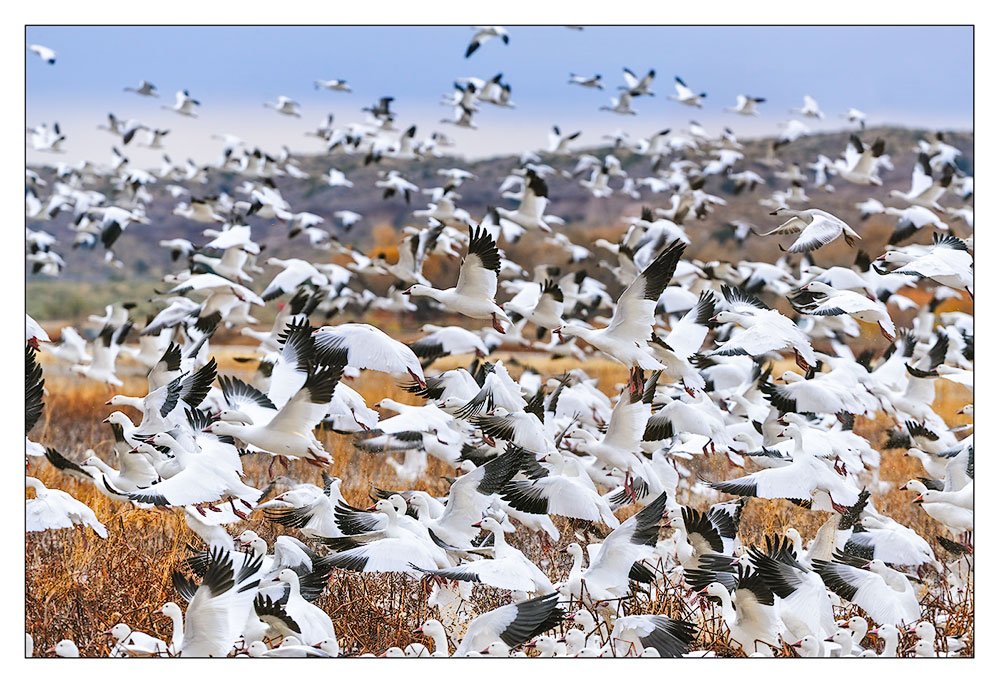 Snow Geese Explosion