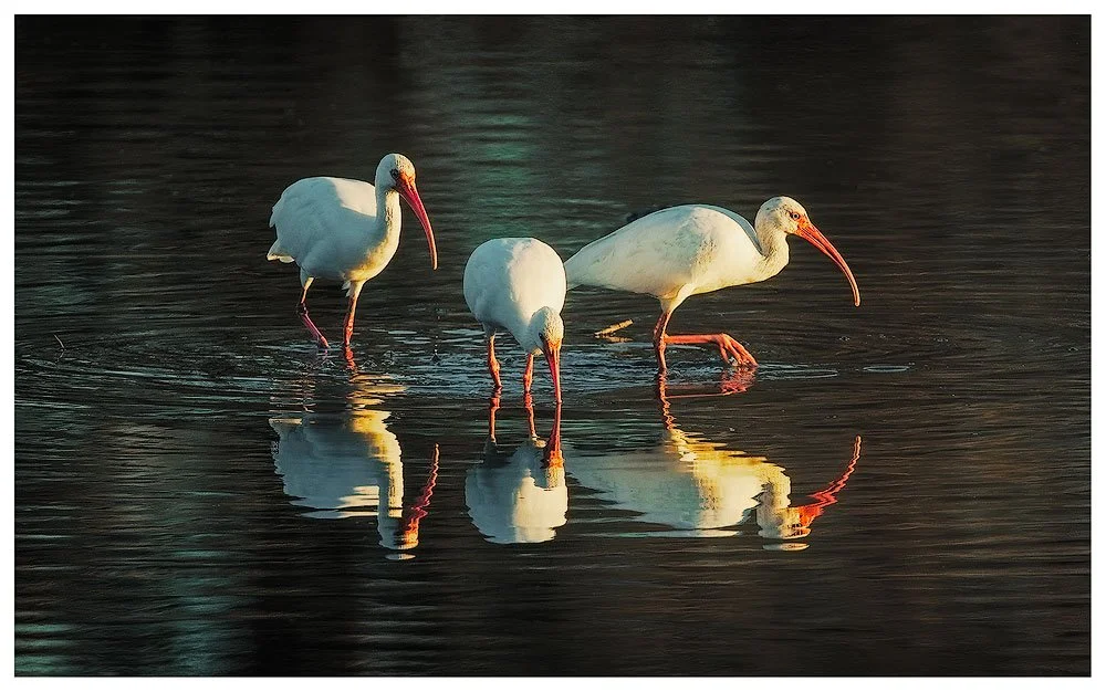 Ibis at Sunset