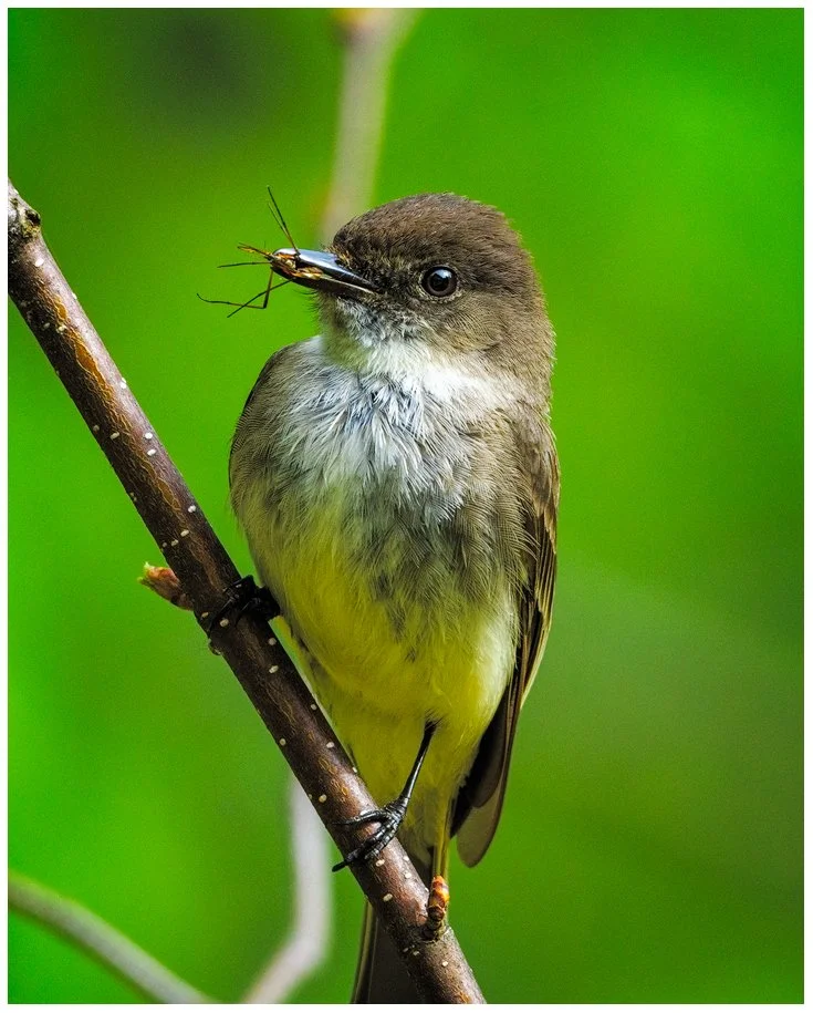 Eastern Phoebe with Mosquito #4