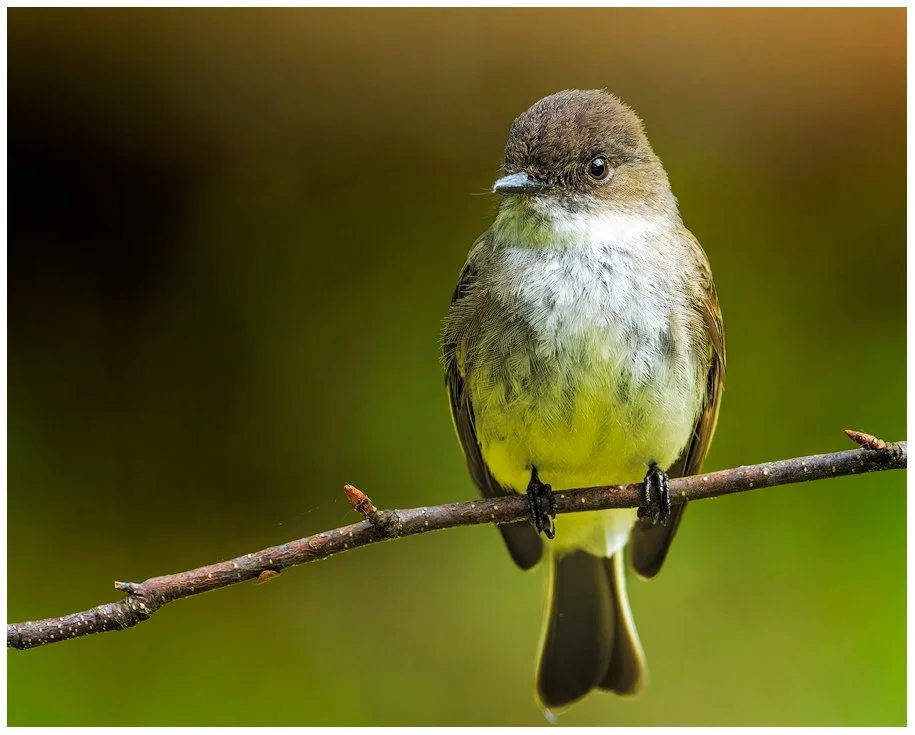 Resting Phoebe on Branch