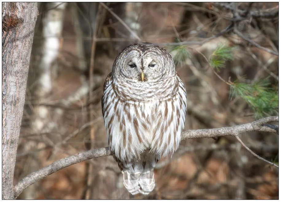 Barred Owl on a Branch