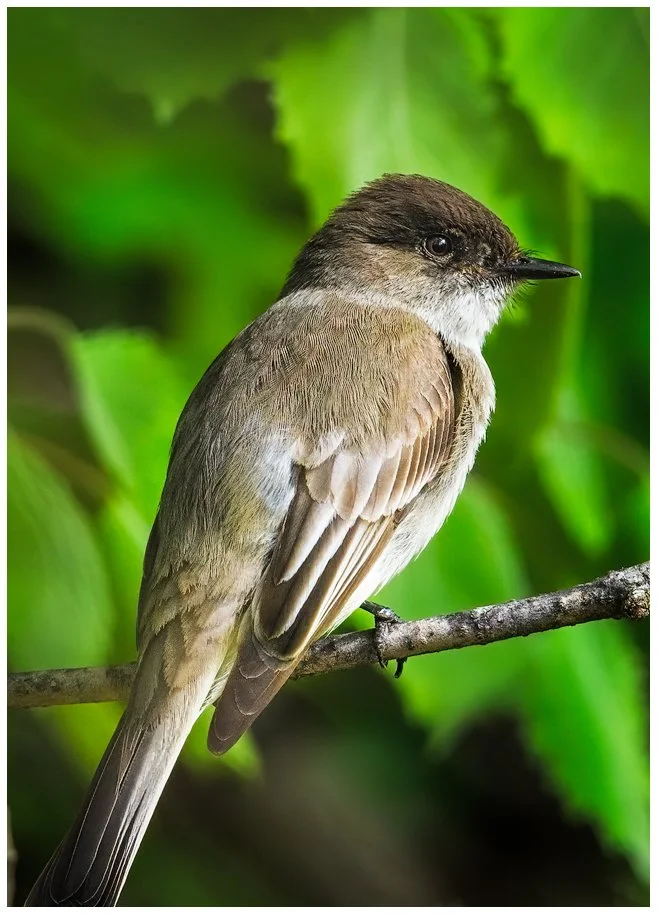 Eastern Phoebe Perched