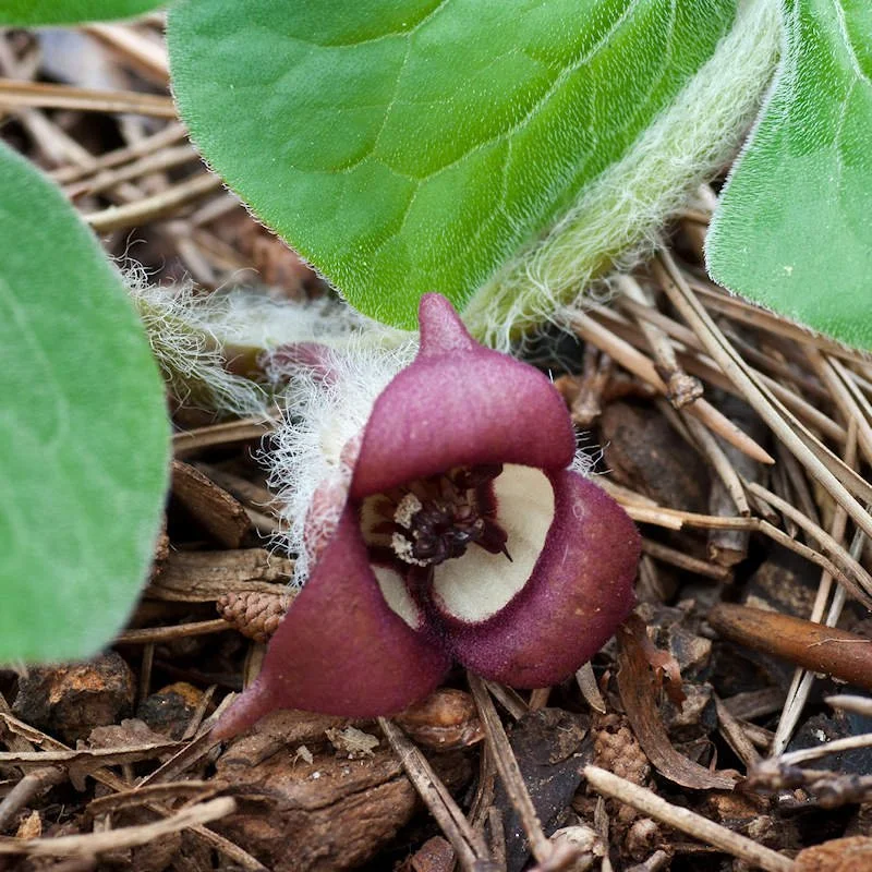 Wild Ginger