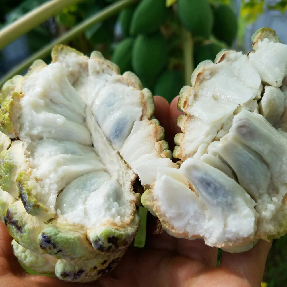 Sweetsop (Sugar Apple)