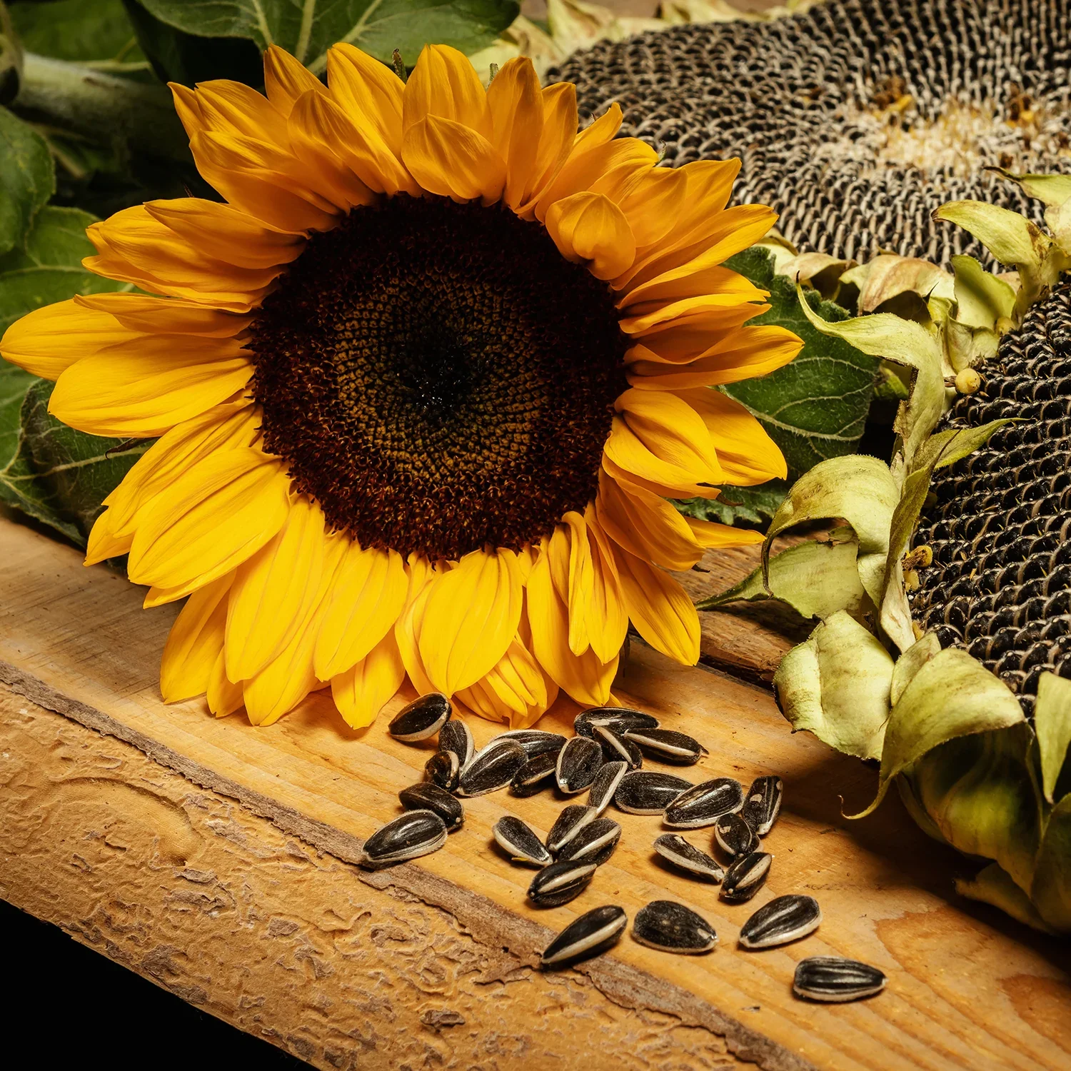 Sunflower Seeds