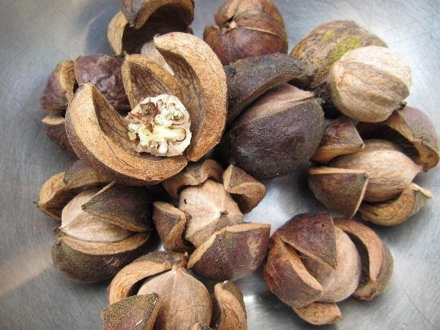 Hickory Nuts