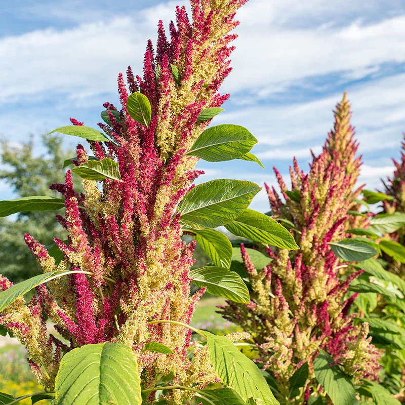 Amaranth