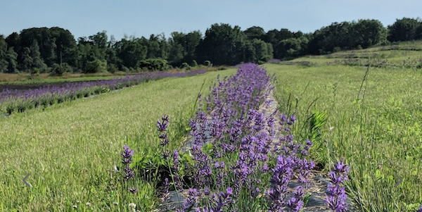 Heart & Home Lavender Festival at Maize Valley