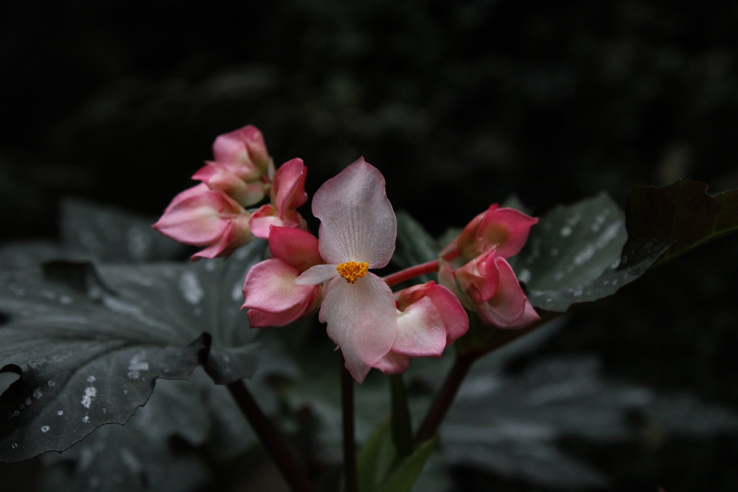 another darkflower.jpg
