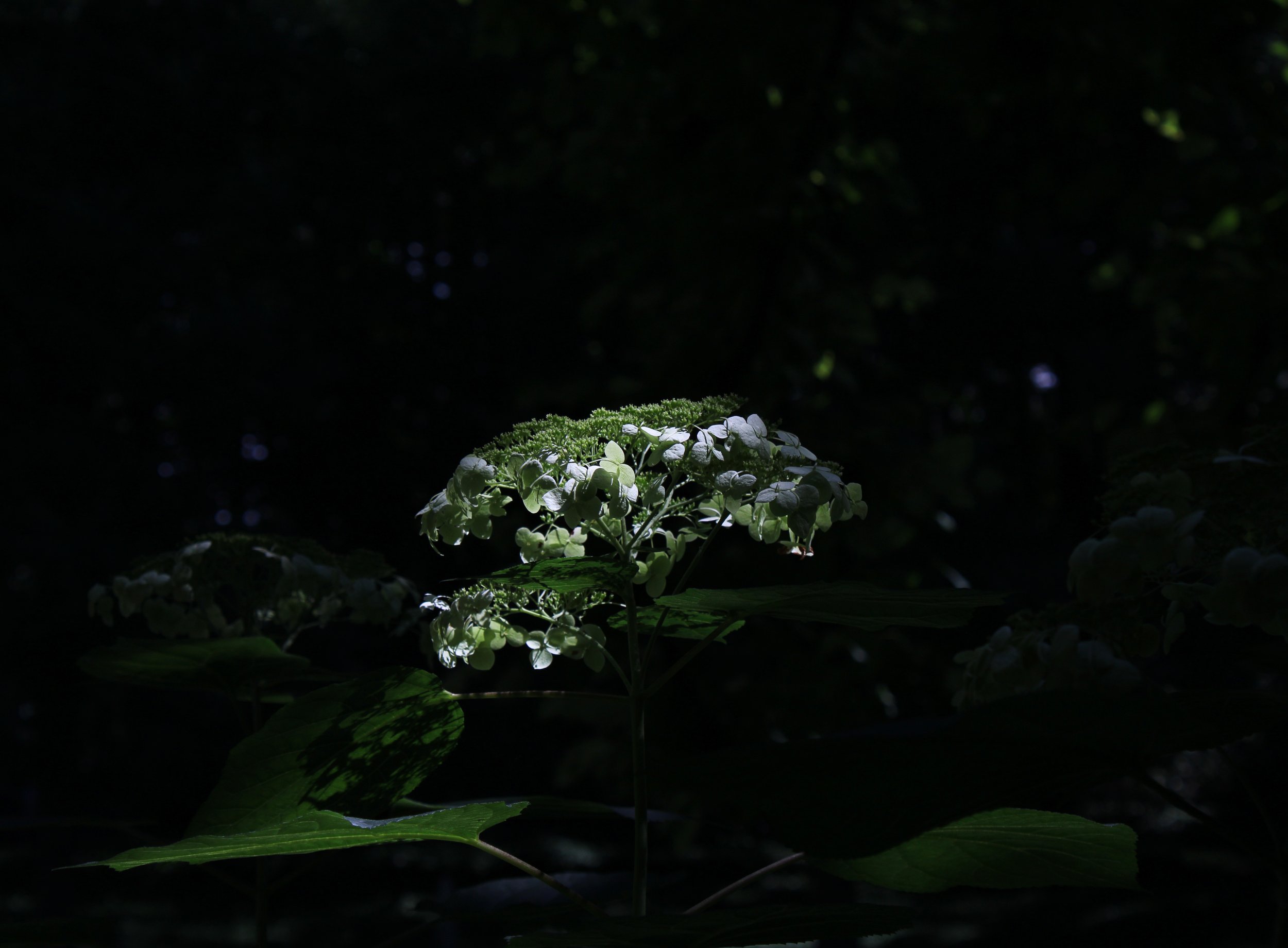 hogweed.jpg