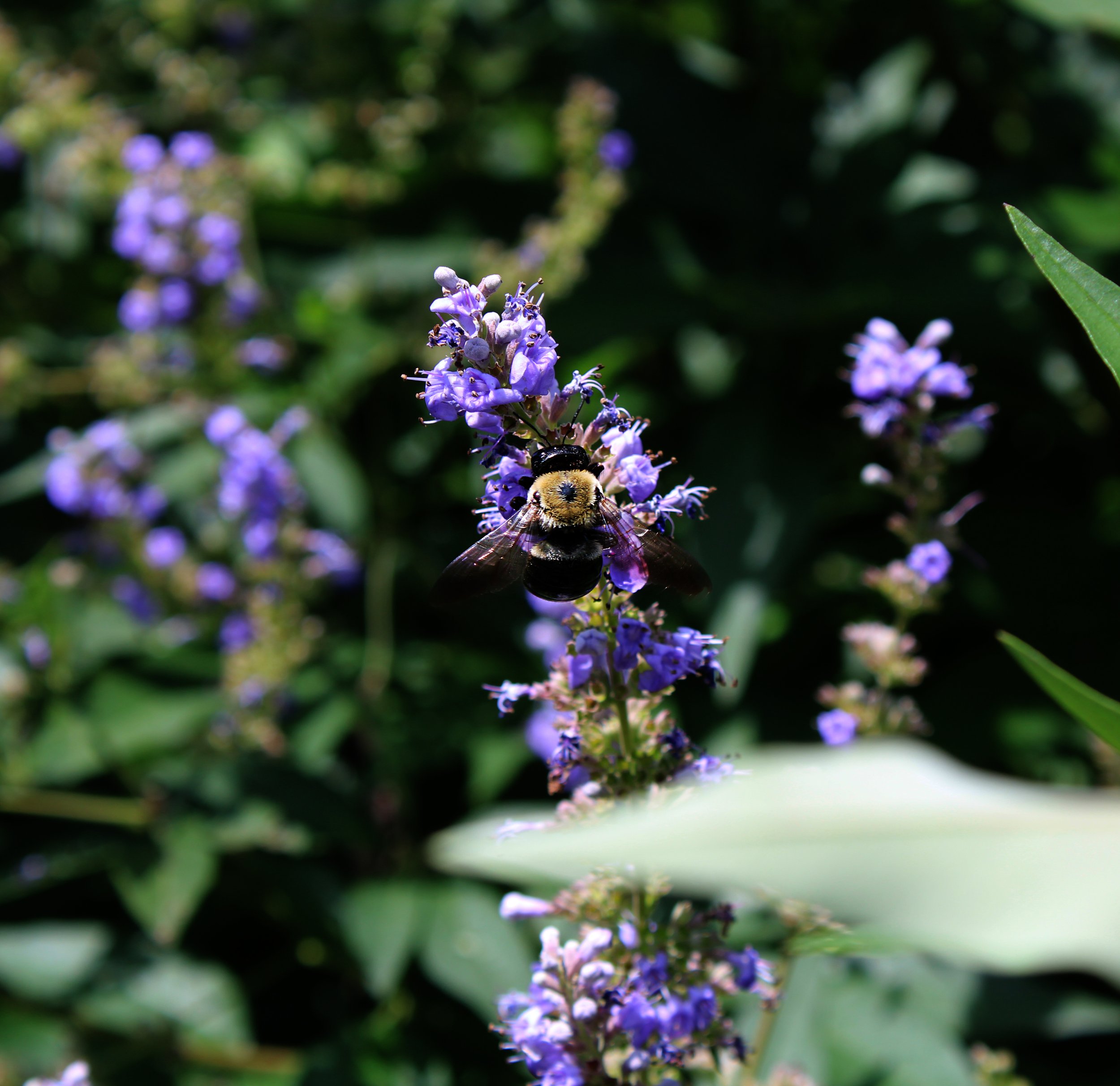 bee_2.jpg