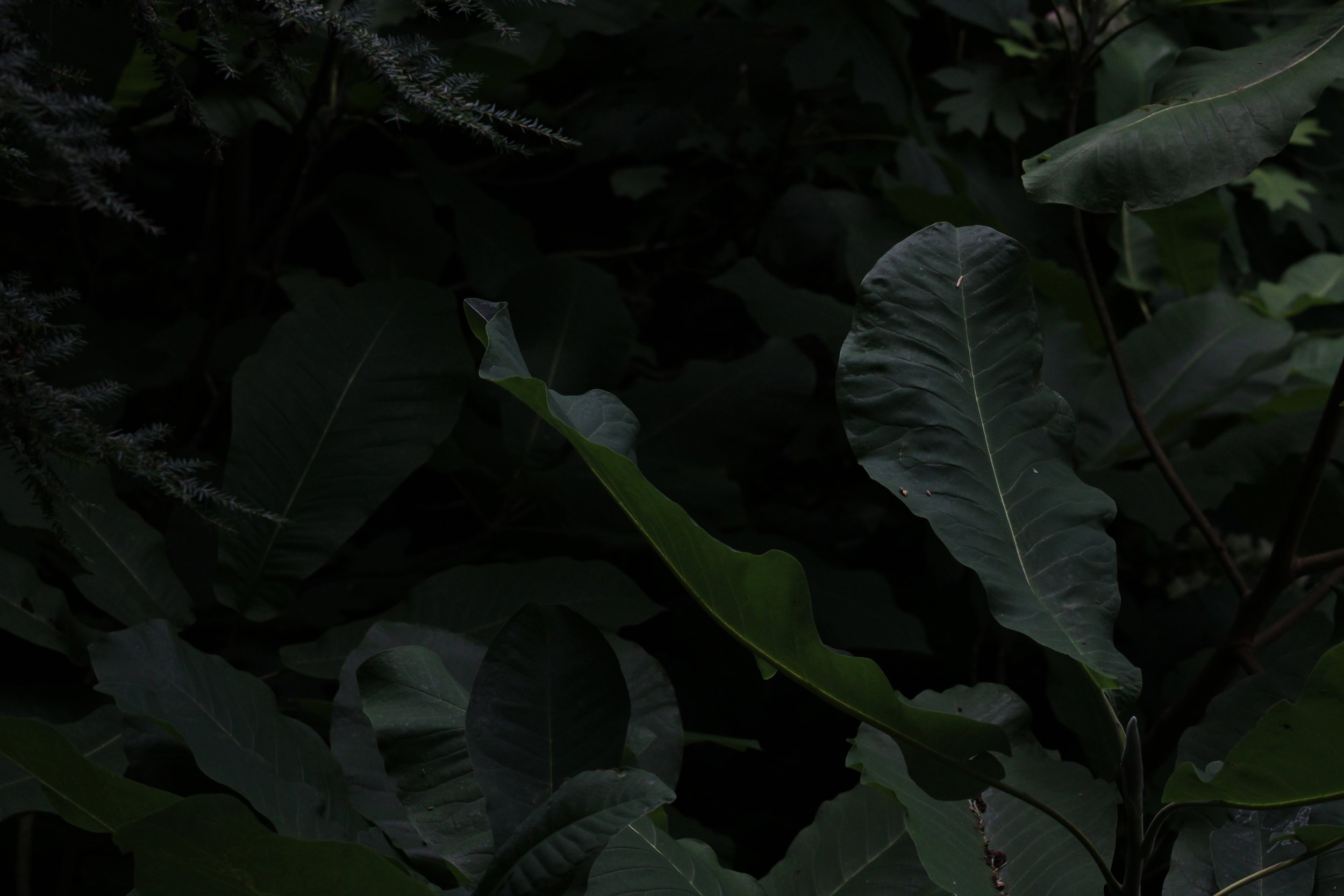 dark_foilage.jpg