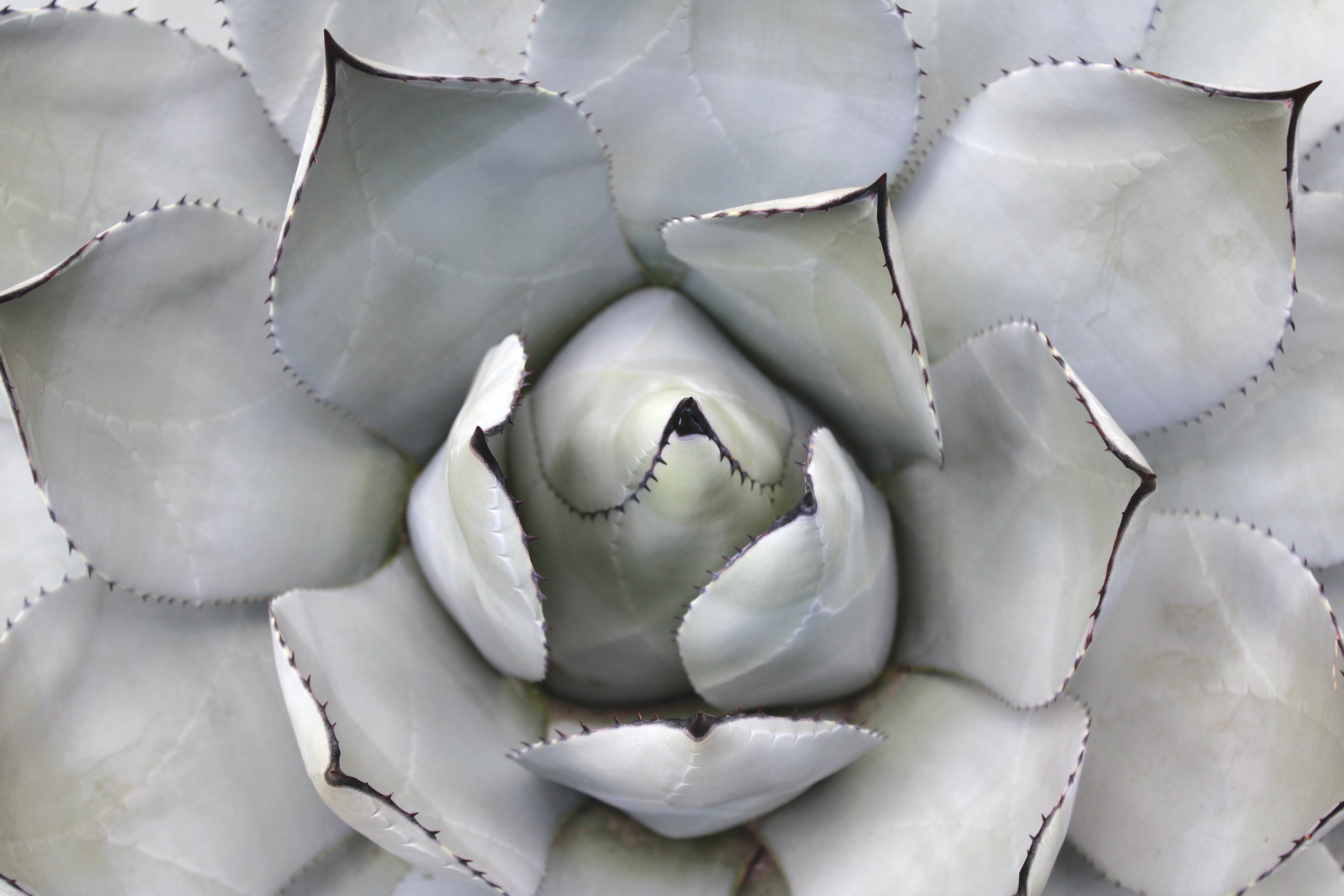 succulent.jpg
