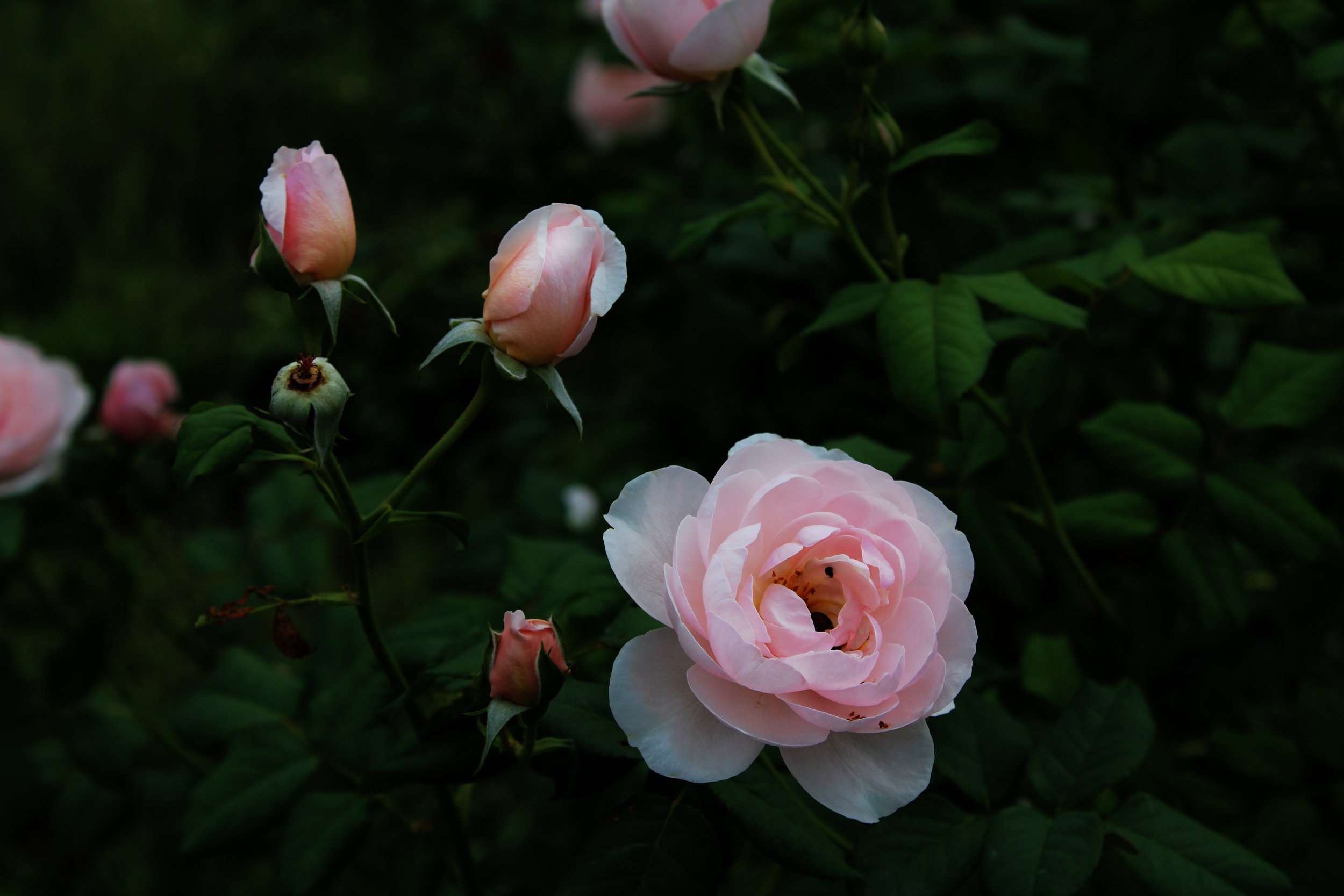 dark_roses.jpg