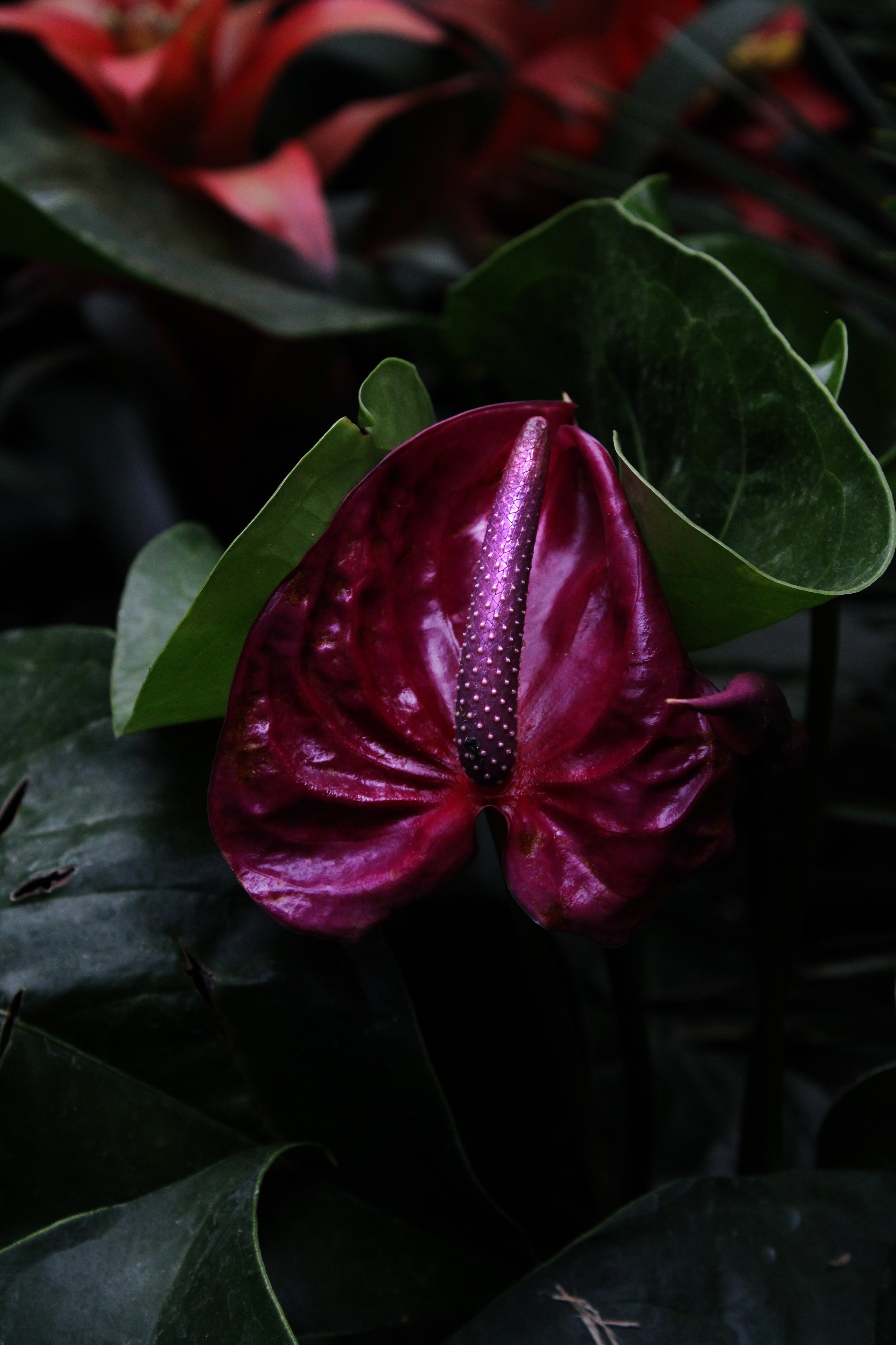 penis_flower.jpg
